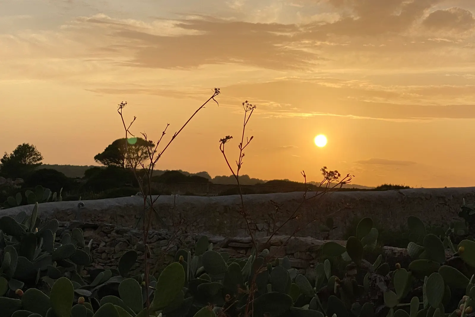 Puesta de sol en Formentera vista desde La Mola: el sol bajo en un cielo dorado, un muro de piedra seca y chumberas a contraluz en primer plano.