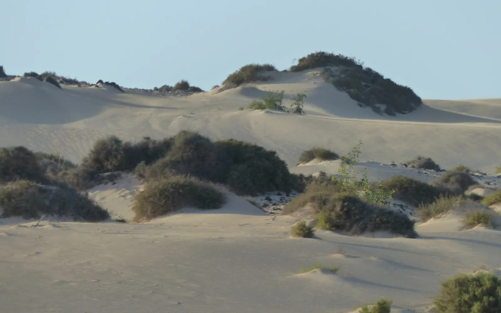 Dunas de arena clara salpicadas de matorral se suceden en suaves ondulaciones bajo un cielo pálido.