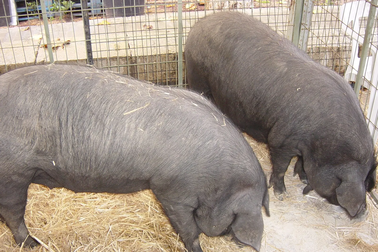 Due maiali neri maiorchini sulla paglia alla fiera del bestiame del Dijous Bo, a Inca