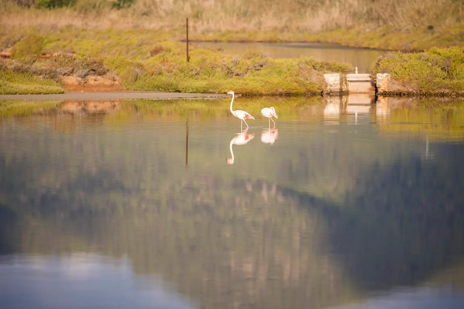 Flamencos en un estanque de las salinas de Ibiza, reflejados en el agua