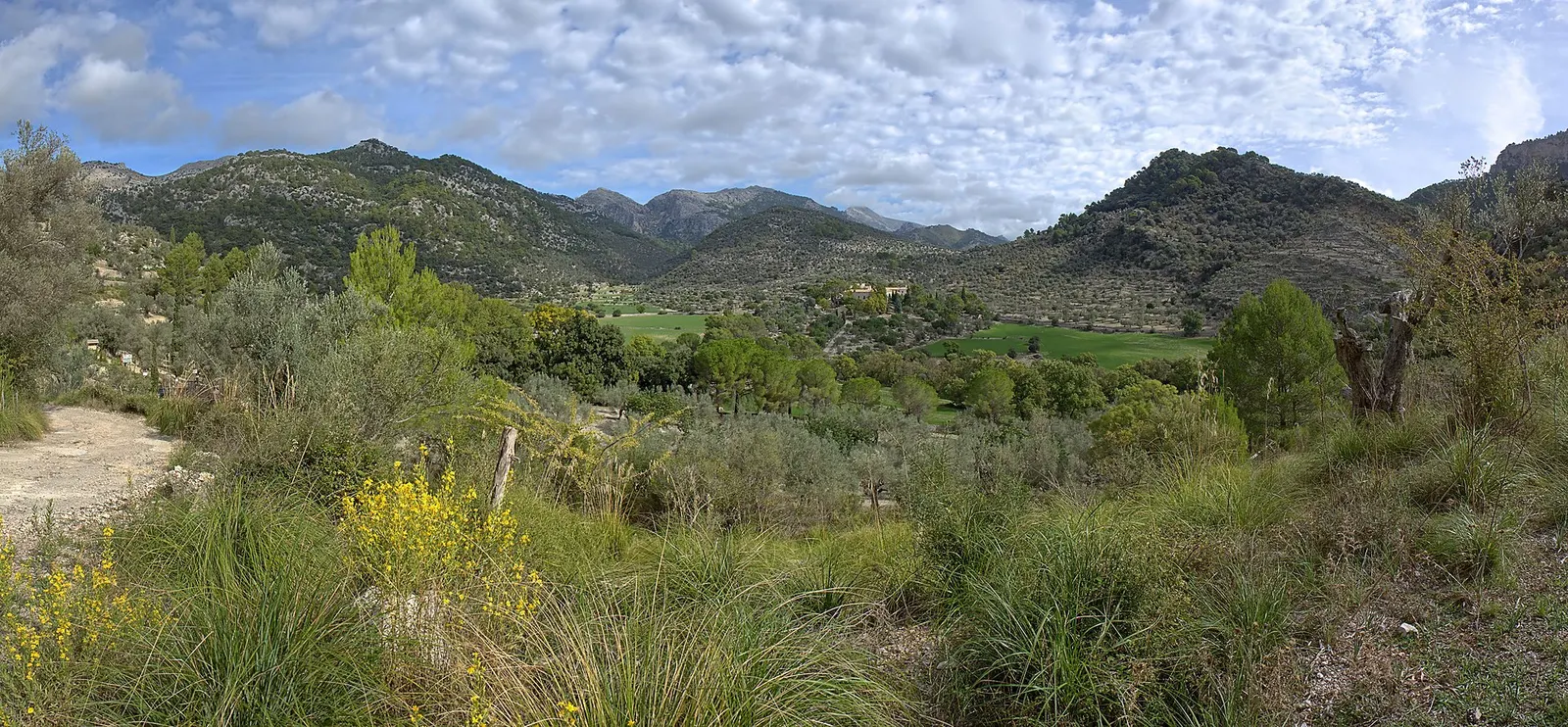 El paisaje de campos y encinar al norte de Alaró, con la Serra cerrando el fondo