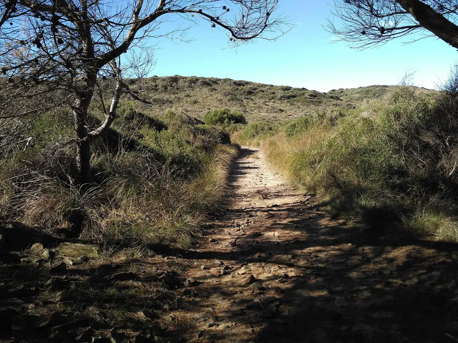Un sendero de tierra entre matorral, en el parque natural de s'Albufera des Grau