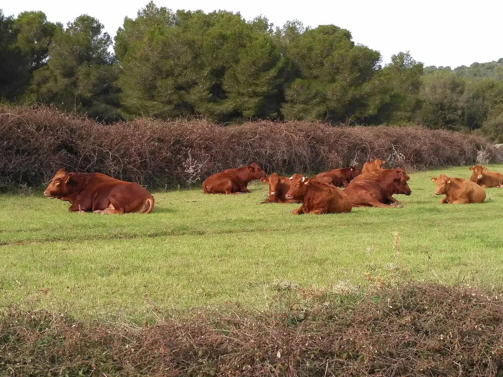 Un rebaño de vacas de raza menorquina descansando en un prado