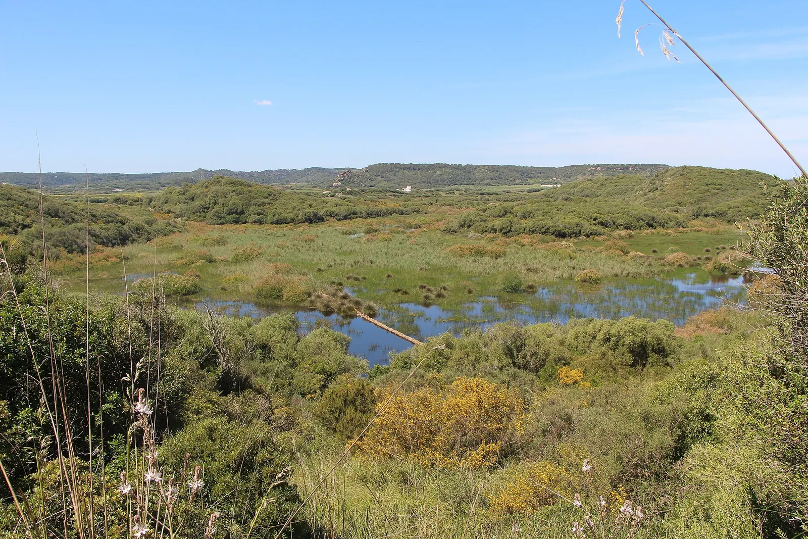 La lámina de agua de s'Albufera des Grau entre juncos y monte bajo