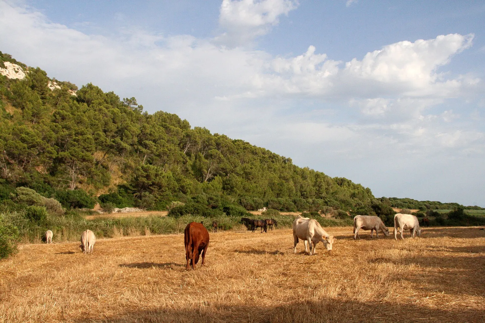 Ganado pastando en un rastrojo del campo de Alaior, junto al monte bajo