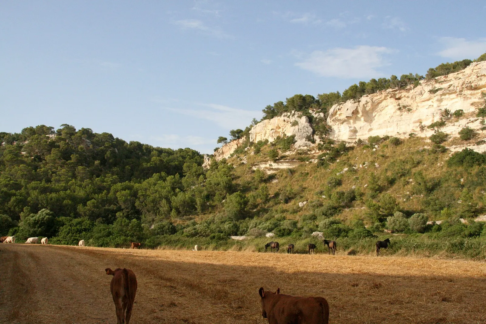Campo de Alaior con vacas pastando entre paredes de piedra seca