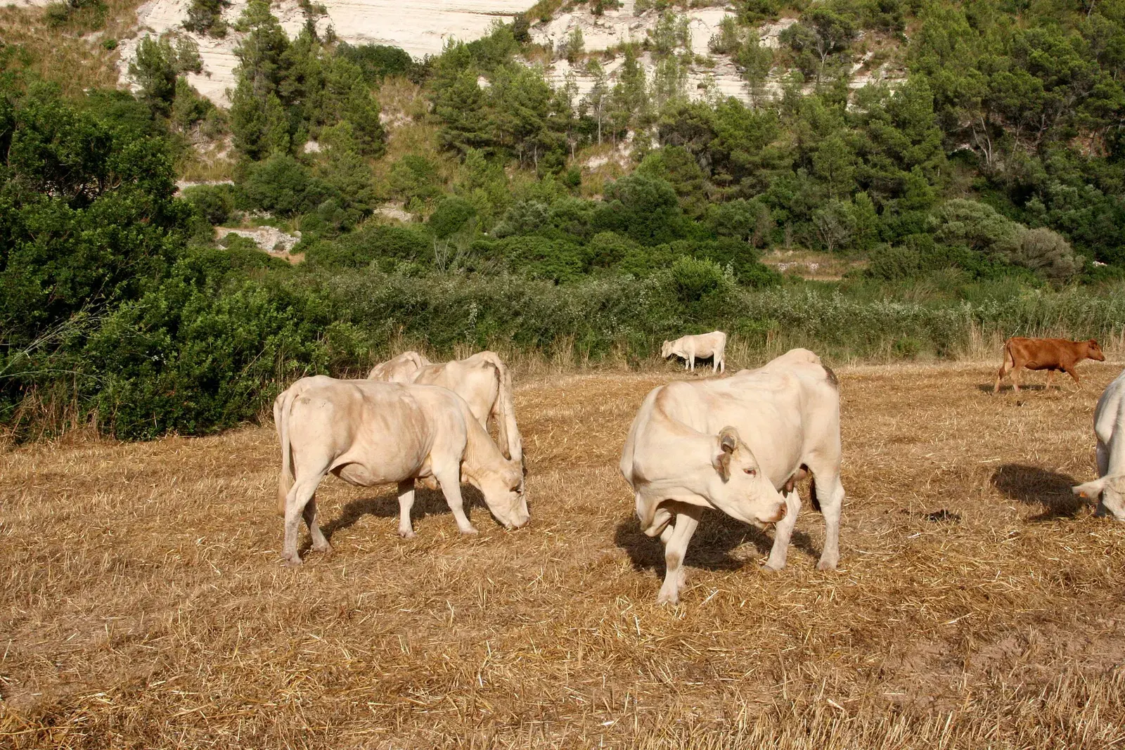 Rastrojo y monte bajo del campo de Alaior, con ganado a la sombra