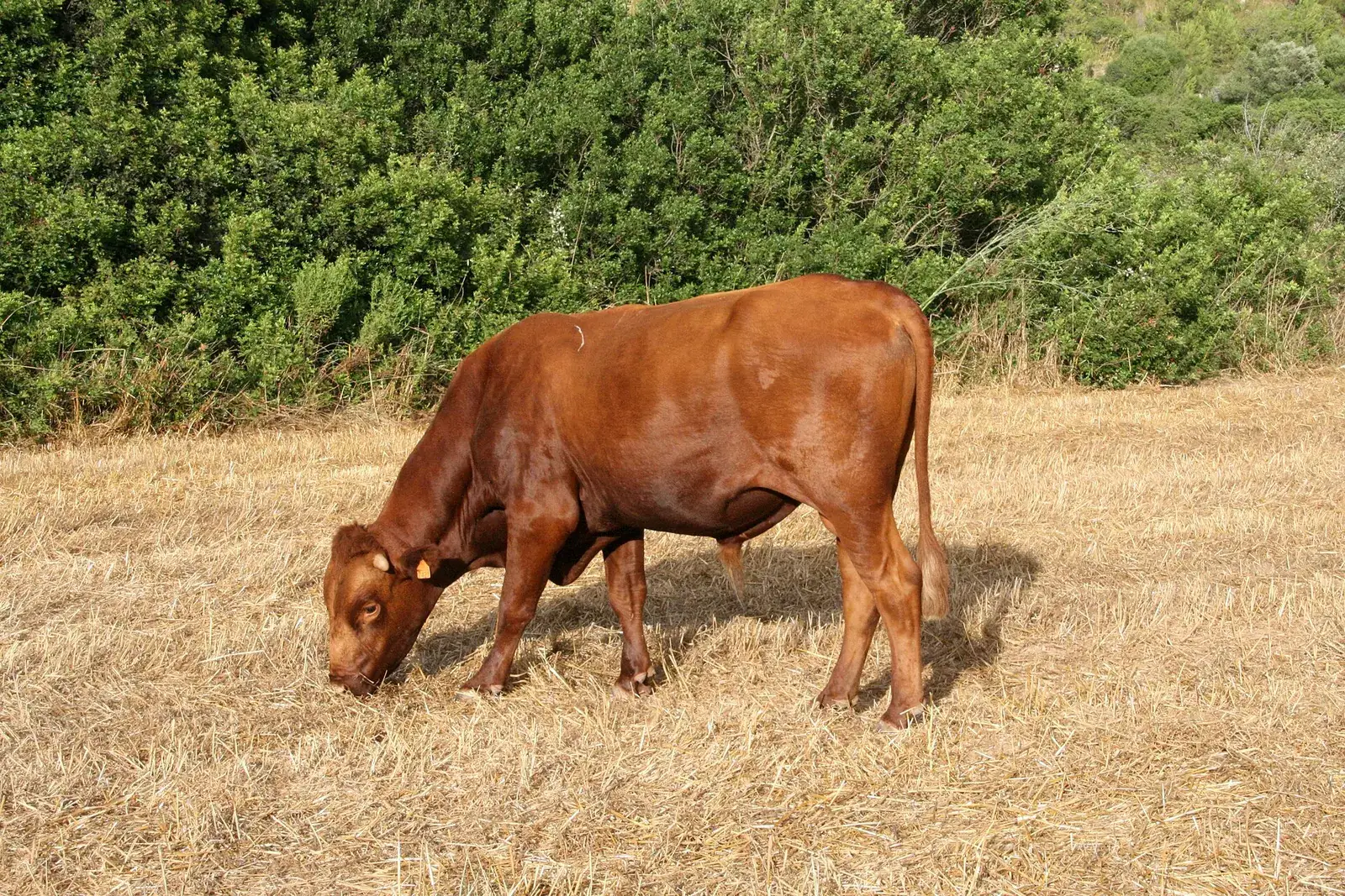 Una vaca de raza menorquina pastando en un rastrojo del campo de Alaior