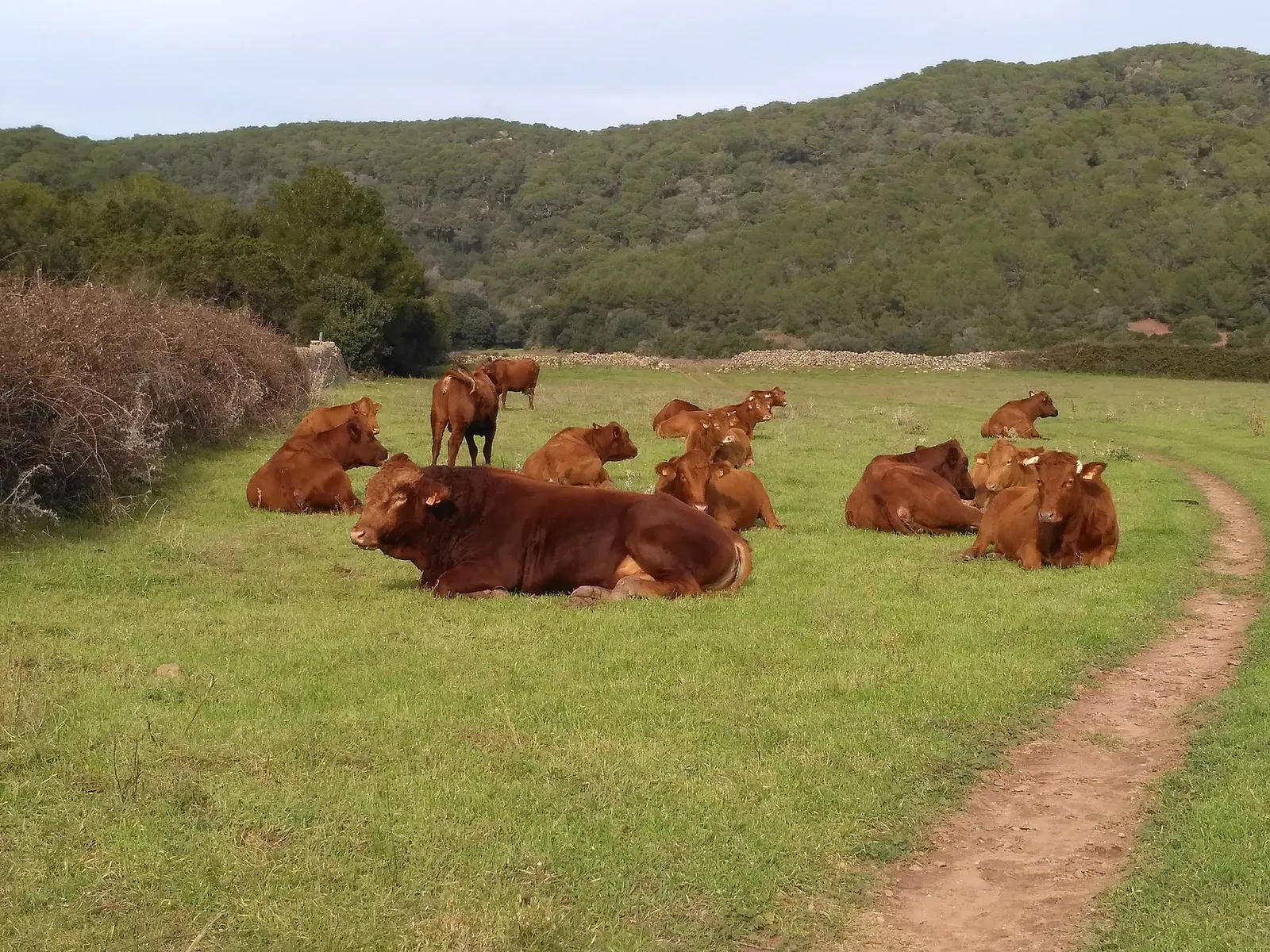 Vacas rojas menorquinas pastando en un prado del campo de Alaior