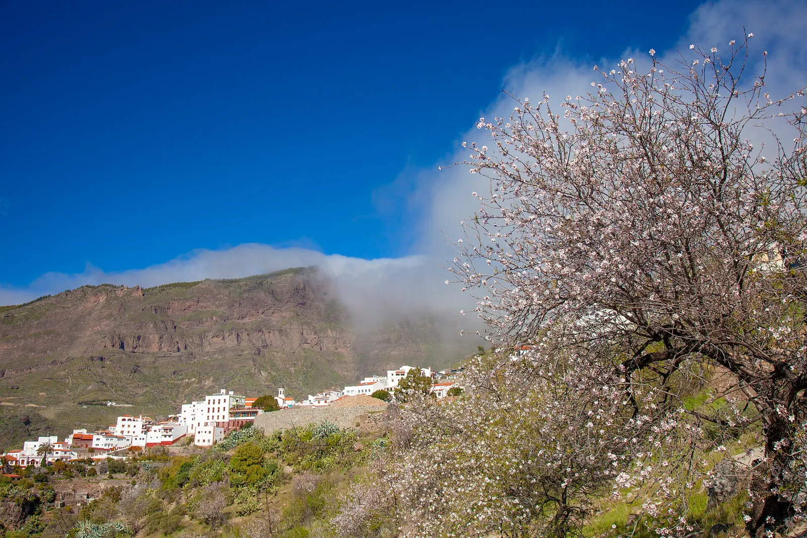 Un almendro en flor junto a Tejeda, con el pueblo blanco y la cumbre envuelta en nubes al fondo.