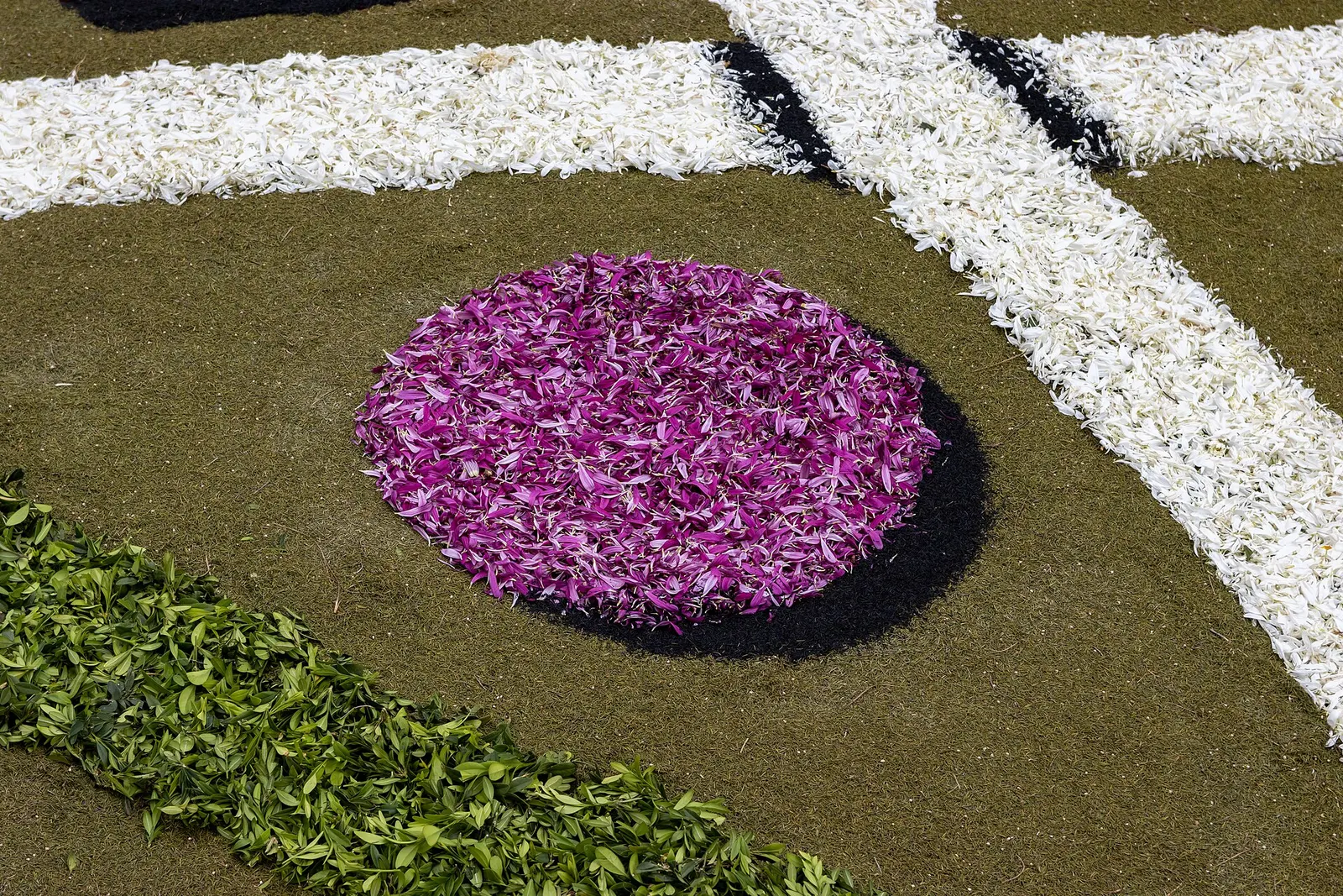 Detalle de una alfombra del Corpus en La Orotava: un círculo de pétalos morados sobre fondo verde, con franjas blancas y negras.