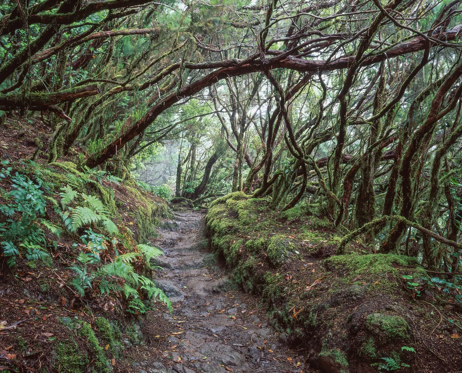 Un sendero de piedra se adentra en la laurisilva de Anaga, bajo un túnel de ramas cubiertas de musgo y helechos.