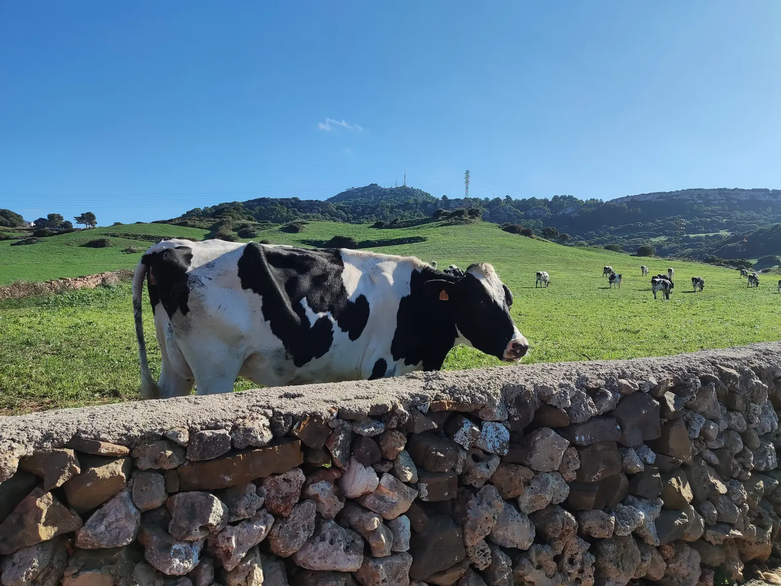 Una vaca junto a un muro de piedra seca en el campo de Es Mercadal, con el Monte Toro al fondo.