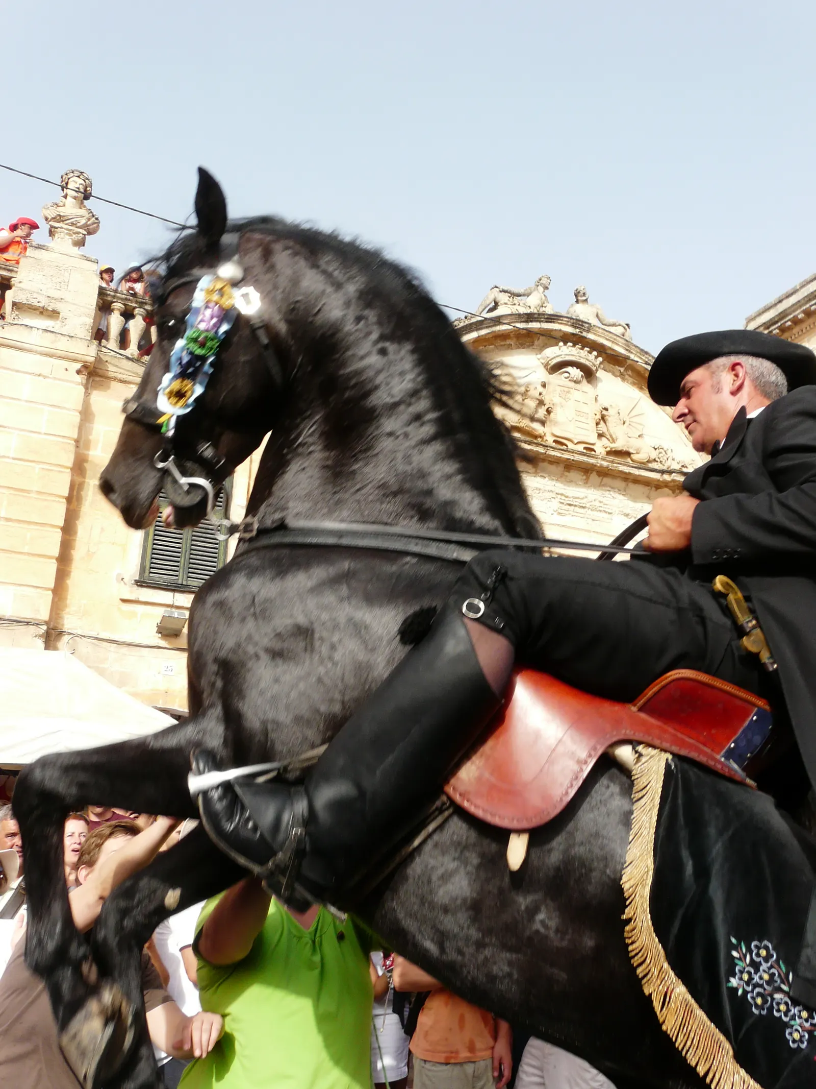 Un caballo menorquín negro, con la cabezada de flores propia de las fiestas, erguido junto a su caixer.