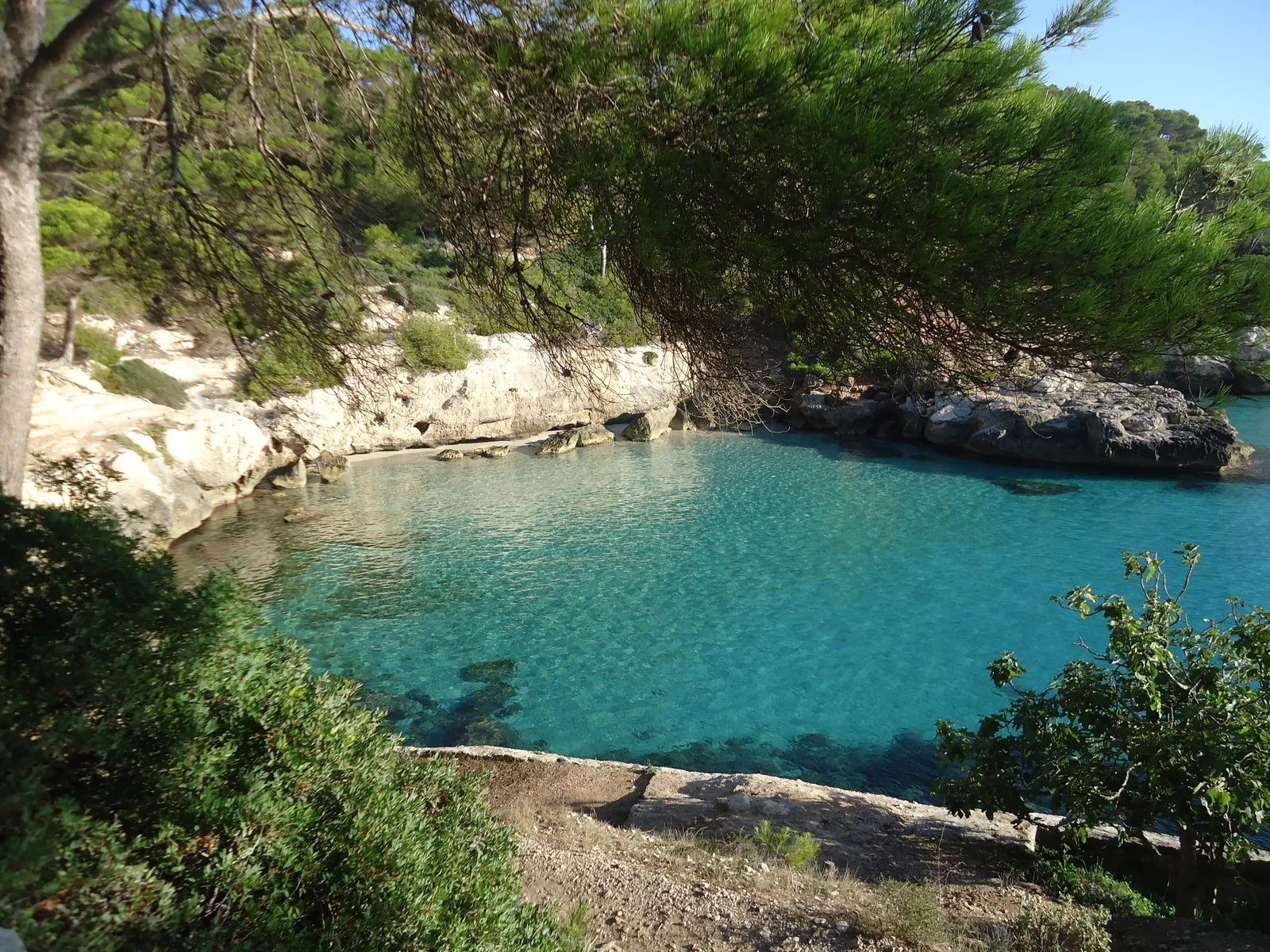 Una cala pequeña de agua turquesa entre rocas claras y pinos, con la playa vacía y luz de día.
