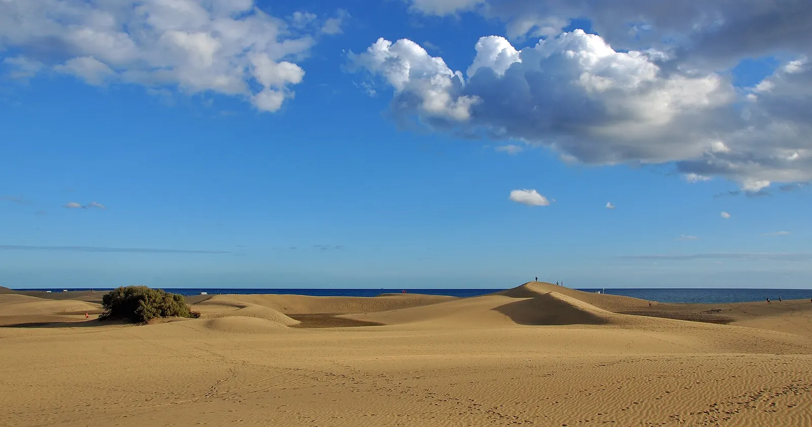 Las dunas de Maspalomas onduladas hasta el mar, con un arbusto solitario y nubes blancas en el cielo azul.