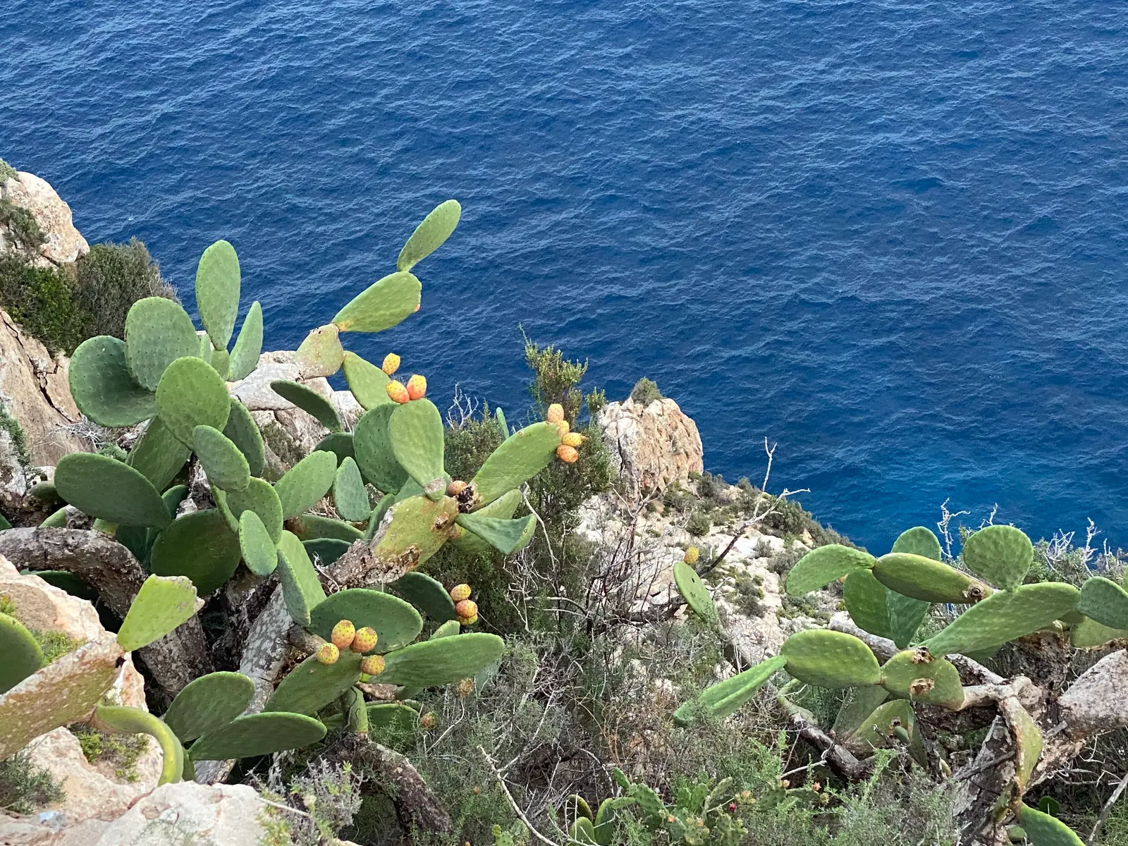 Chumberas sobre el acantilado, con el mar azul intenso al pie, cerca del faro de la Mola.