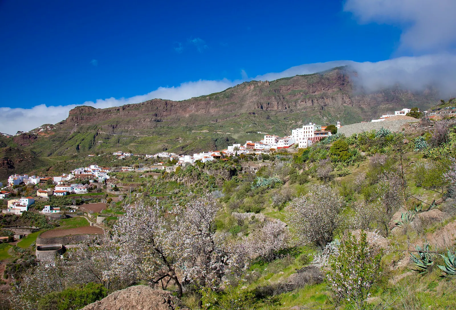 Almendros en flor en las laderas de Tejeda, con el pueblo blanco y el risco de la cumbre bajo un cielo azul intenso.