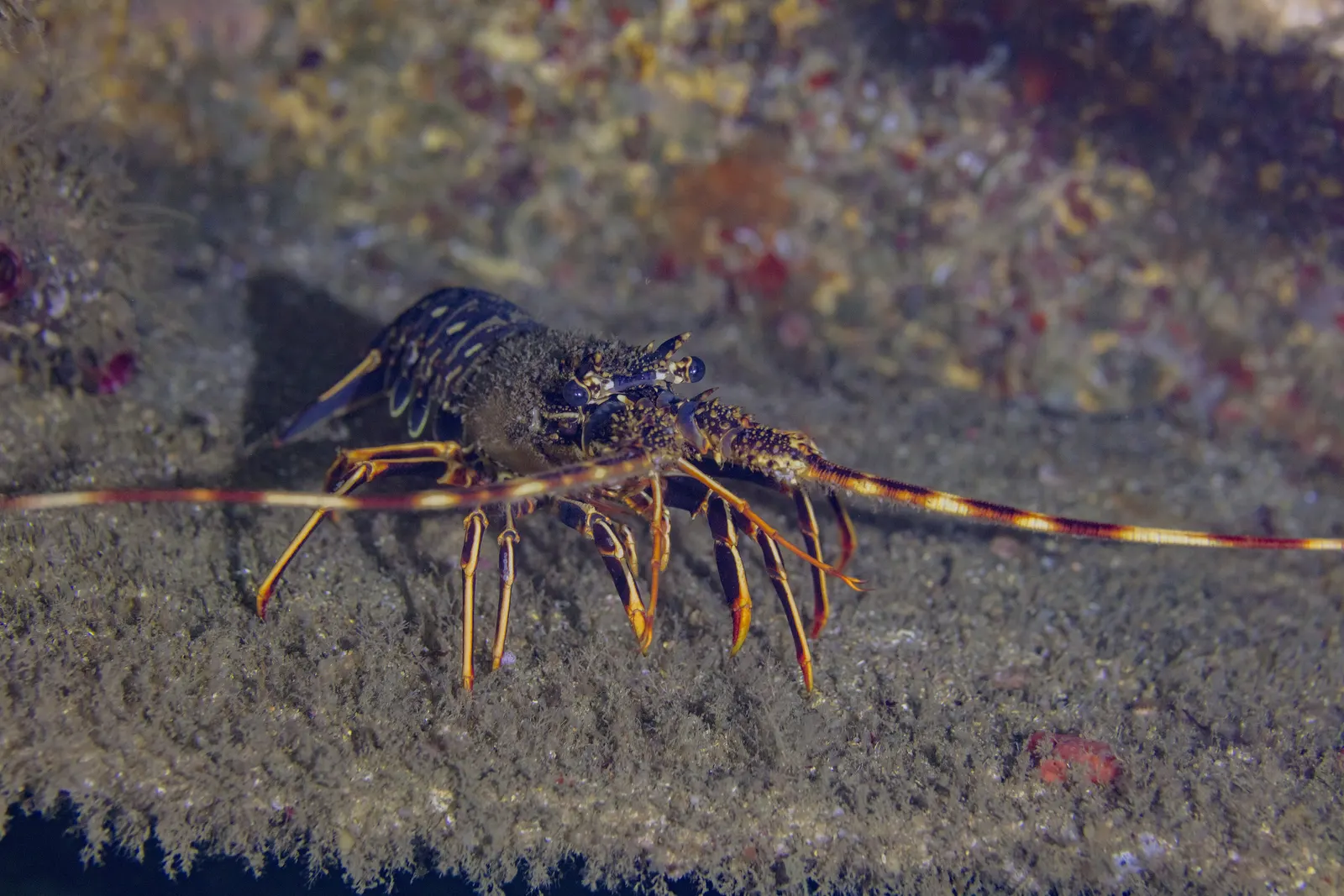 Una langosta roja (Palinurus elephas), la misma especie que se pesca en Menorca, sobre el fondo rocoso donde vive.