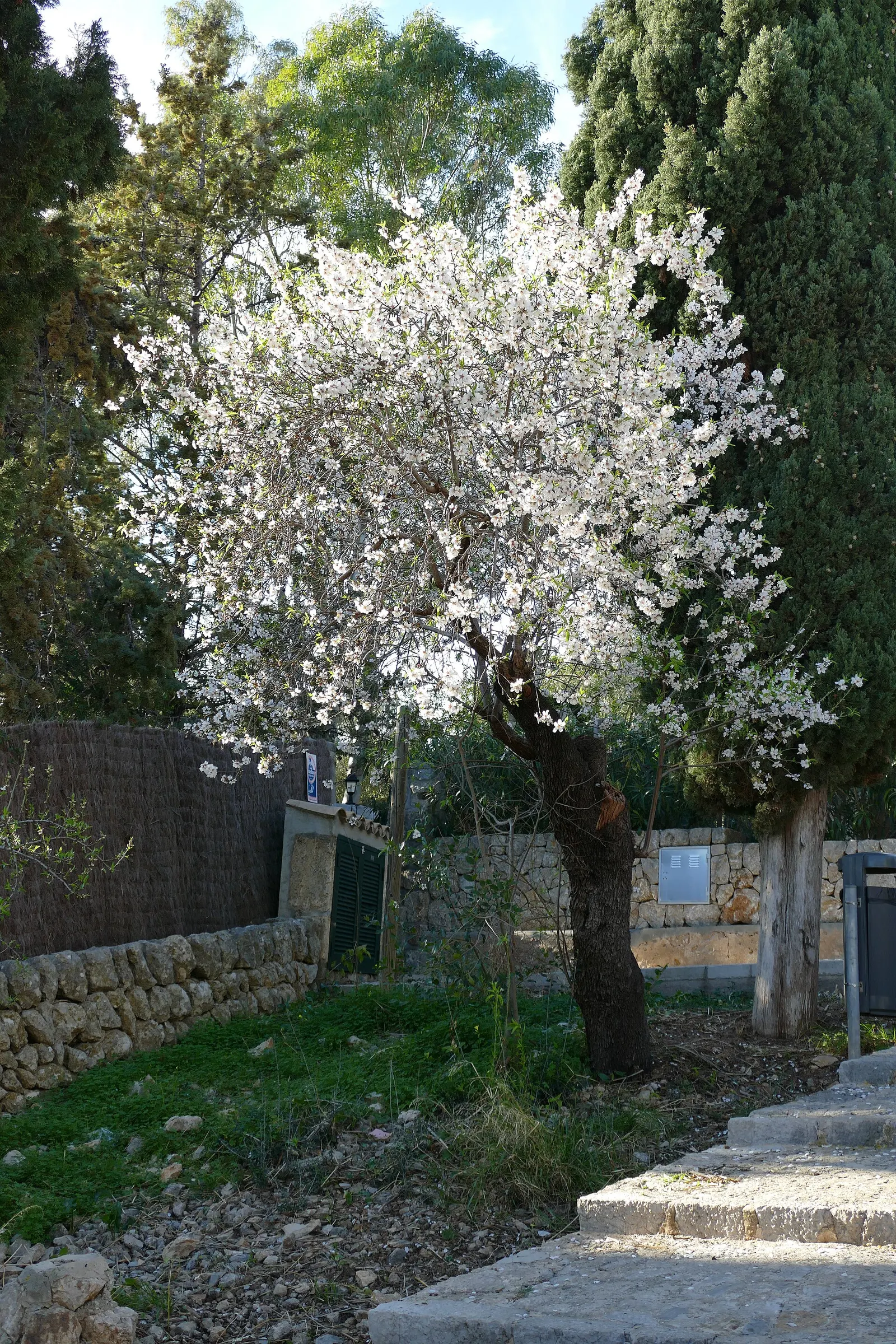 Un almendro en flor junto a una pared de piedra, en Mallorca, en pleno invierno.