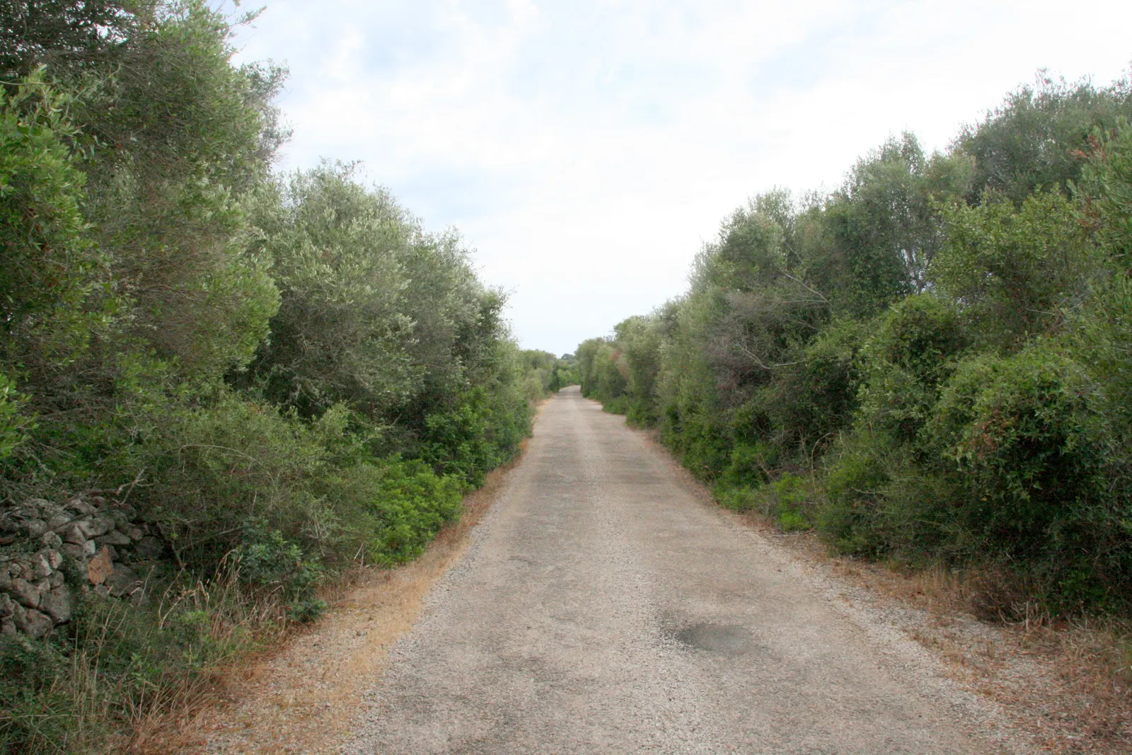 Un camino rural de tierra entre vegetación mediterránea espesa, en el campo de Alaior