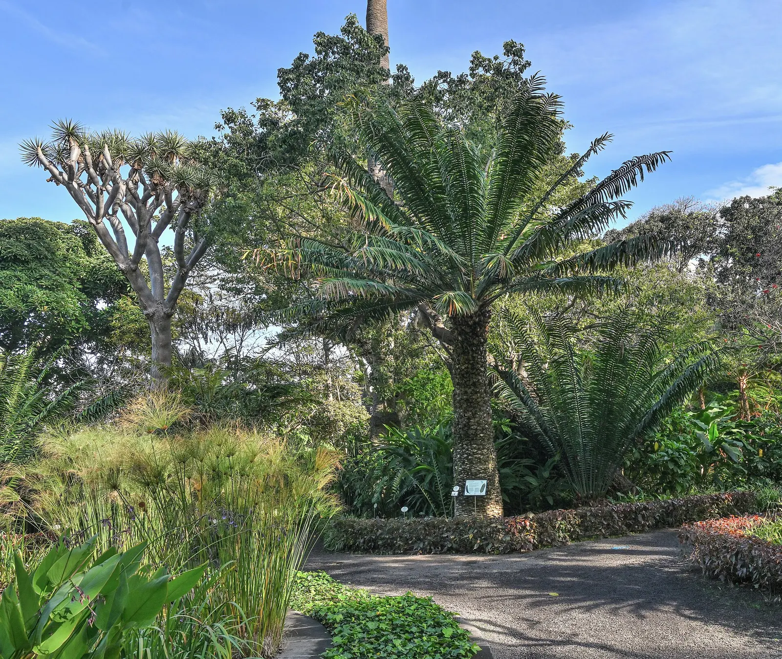 Ein Weg im Botanischen Garten von Puerto de la Cruz zwischen Palmfarnen, einem Drachenbaum und tropischen Pflanzen unter blauem Himmel.