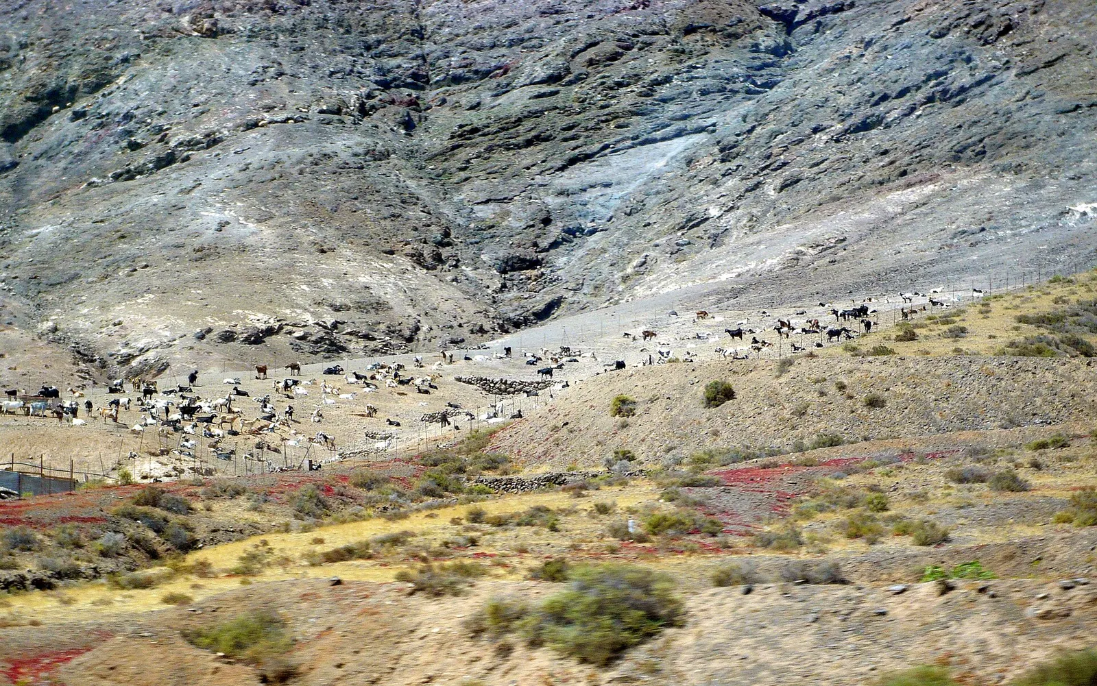 Un rebaño de cabras pasta en una ladera de Fuerteventura, entre matorral bajo y roca gris del barranco.