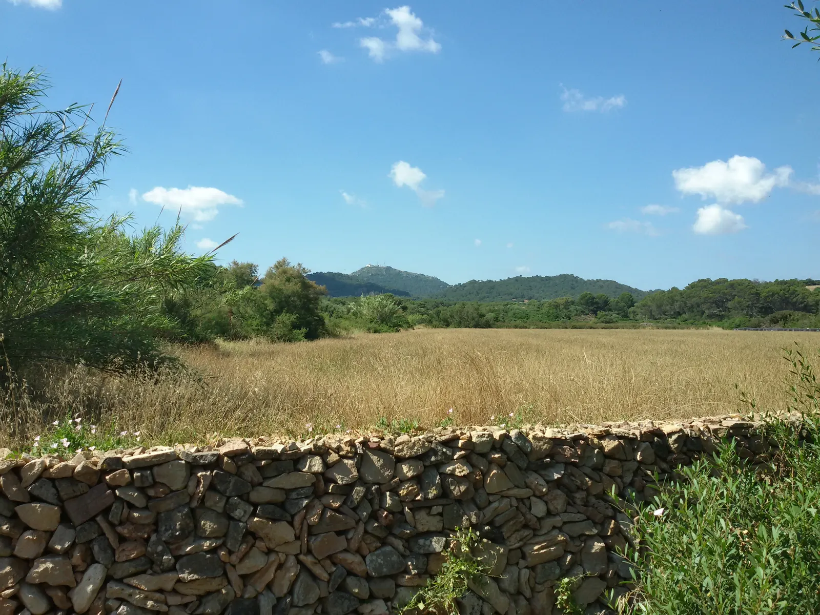 Un muro de piedra en seco junto a un campo dorado, camino de Fornells, en el interior de Menorca.