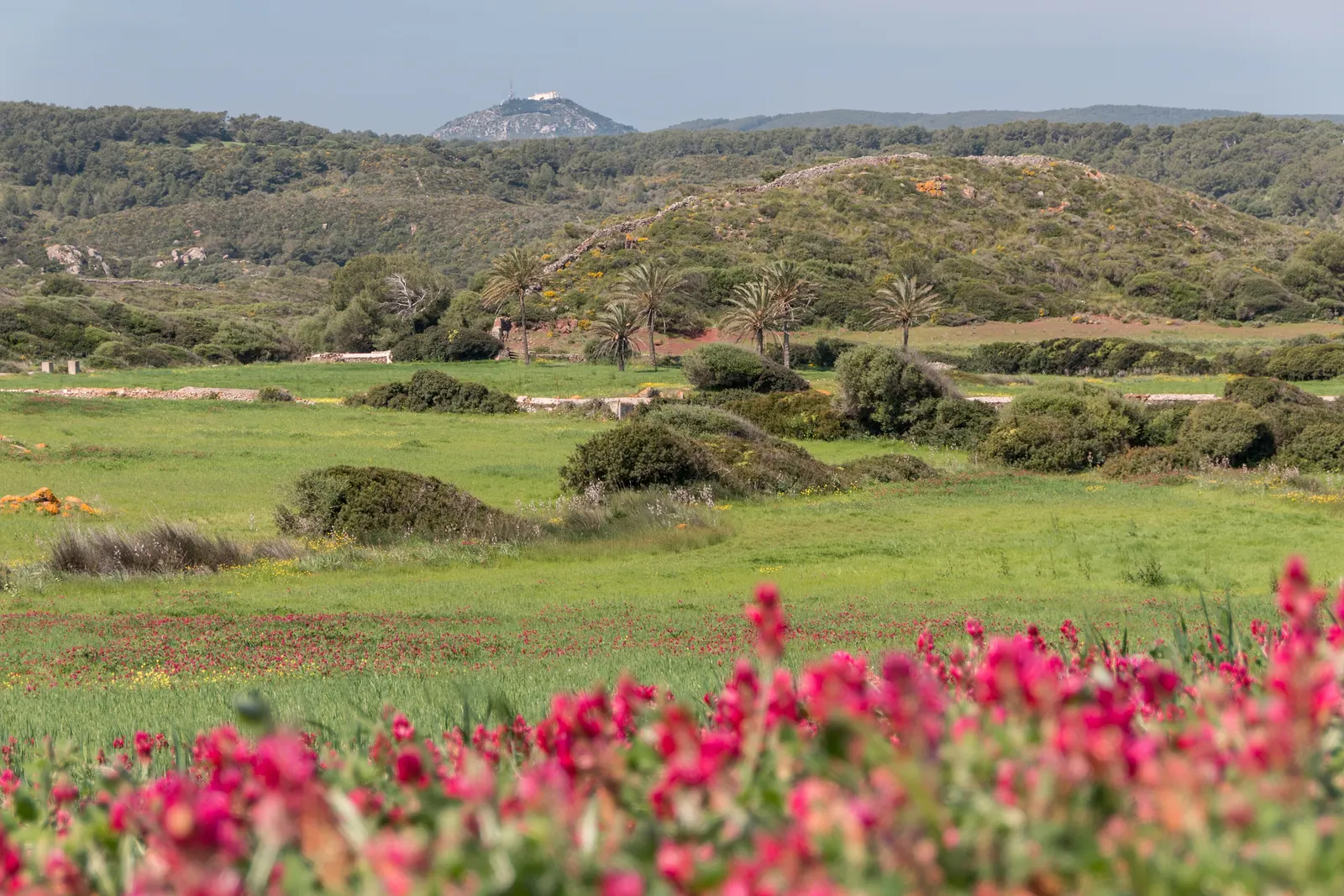 Um prado do interior de Menorca com flores silvestres vermelhas, palmeiras e o Monte Toro ao fundo.