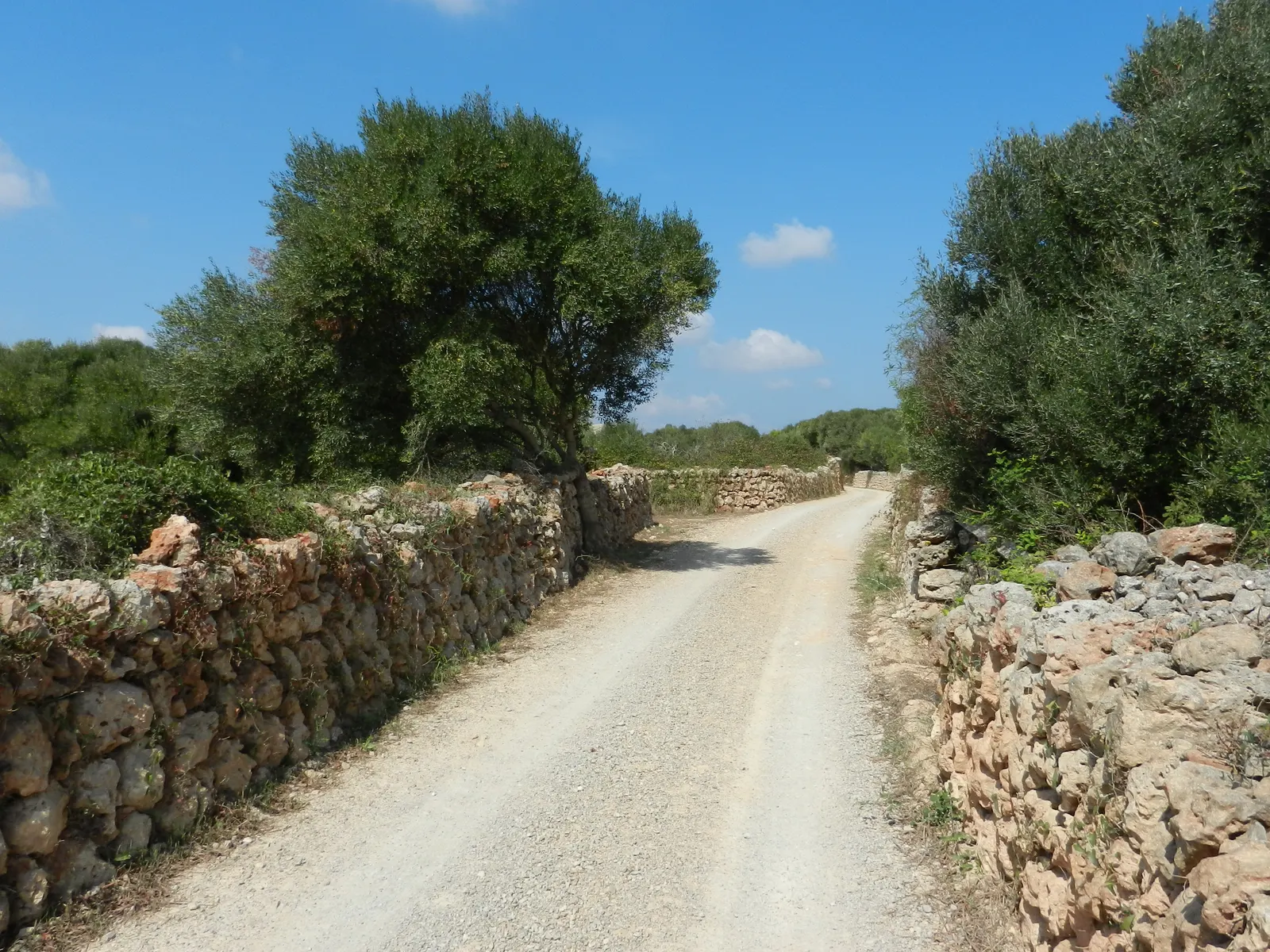 Um caminho rural entre muros de pedra seca e oliveiras, em Biniatap, Es Castell.