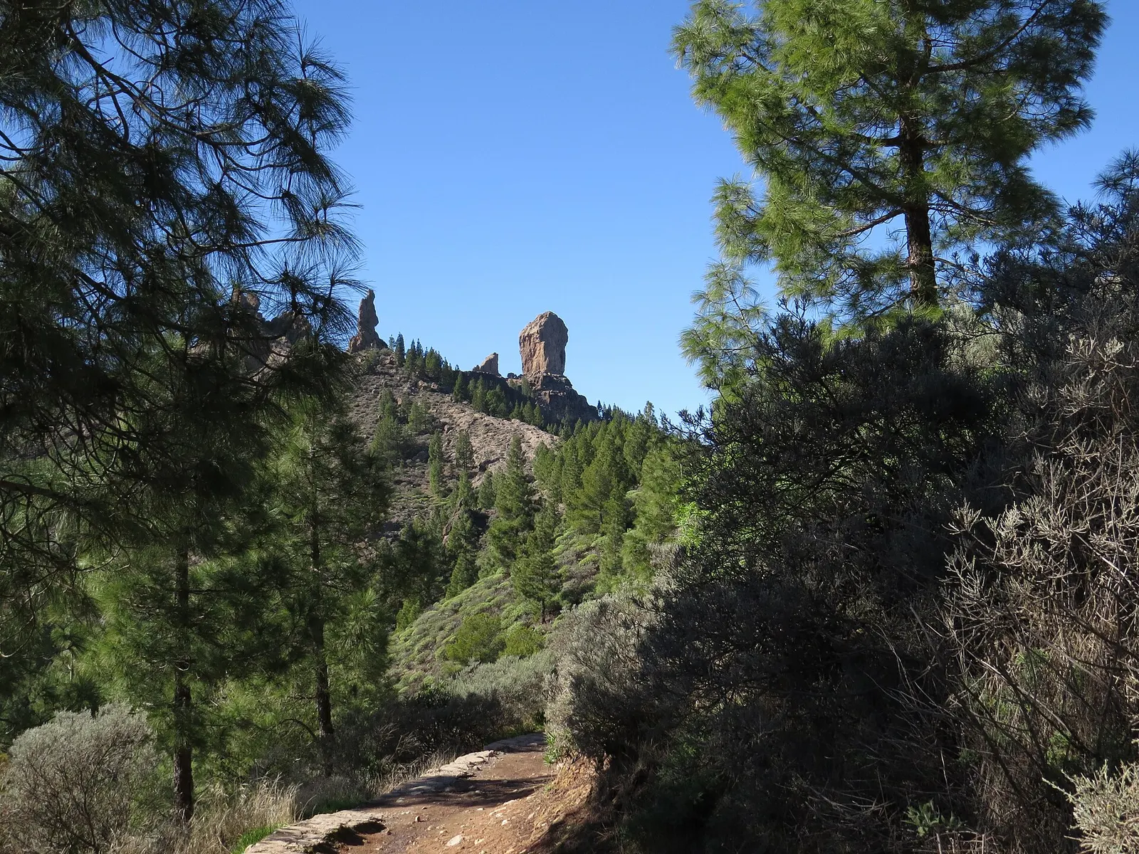 Un sendero de tierra entre pinos canarios sube hacia el Roque Nublo, que asoma sobre la cresta bajo el cielo azul.