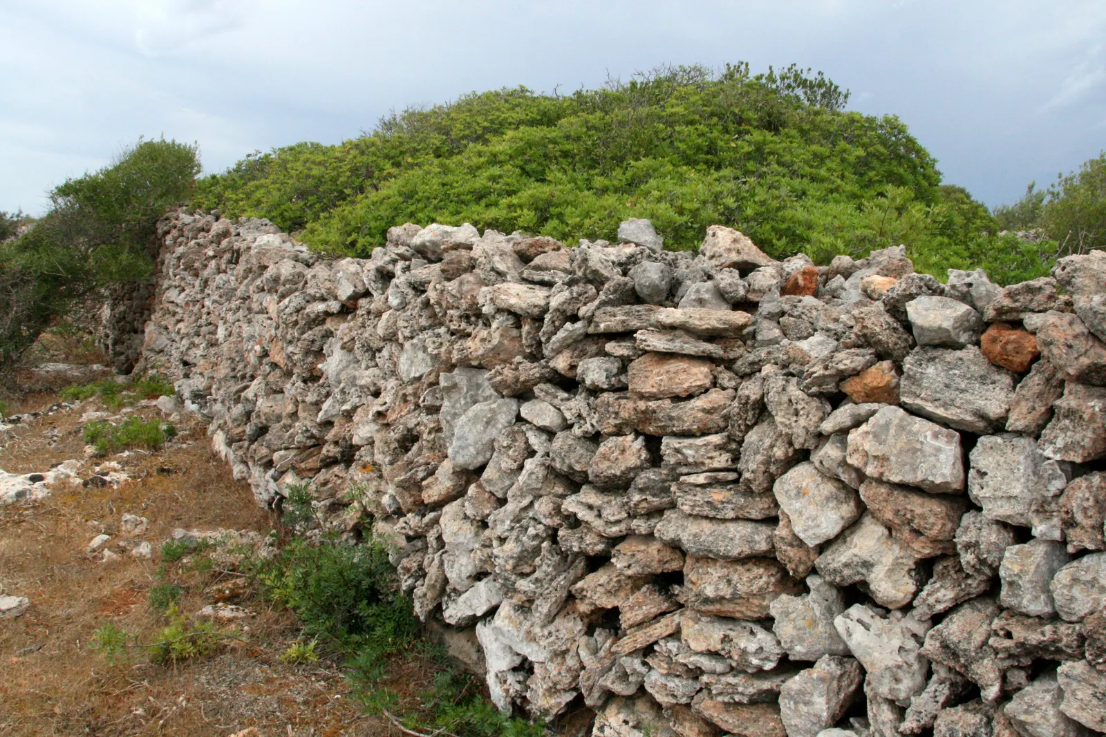 Un muro de piedra en seco entre el monte bajo mediterráneo, en el campo de Alaior.