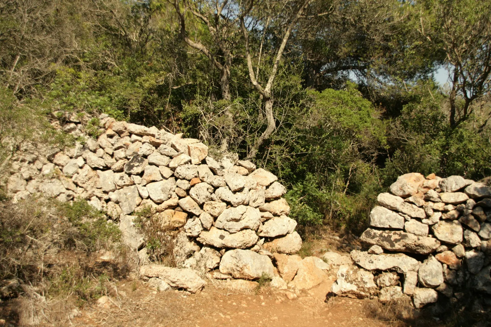 Un muro de piedra en seco entre pinos y acebuches, en el campo de Alaior, junto al Camí de Cavalls.