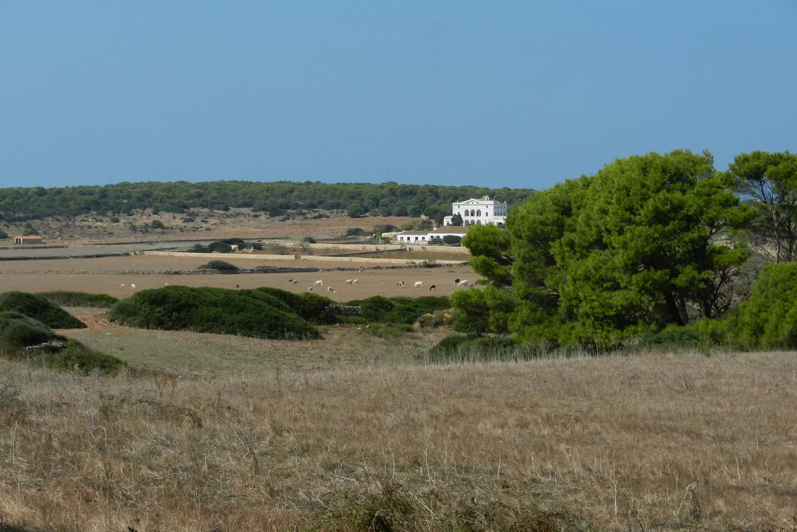 Campos de secano al sur de Cala Morell, con una casa de campo blanca asomando entre los pastos.