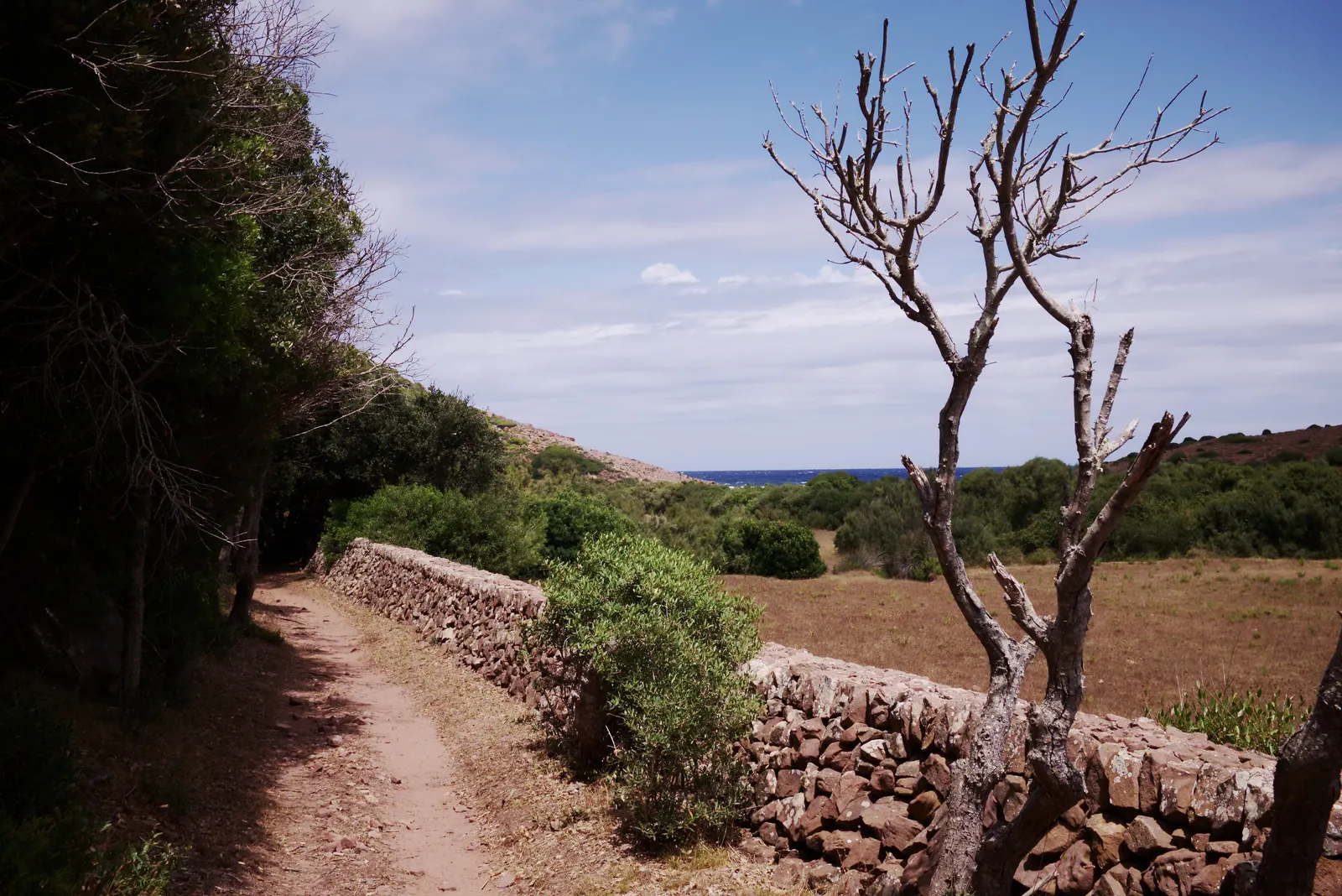 Un camino de tierra entre pinos y una pared de piedra seca, en el campo del interior de Menorca.