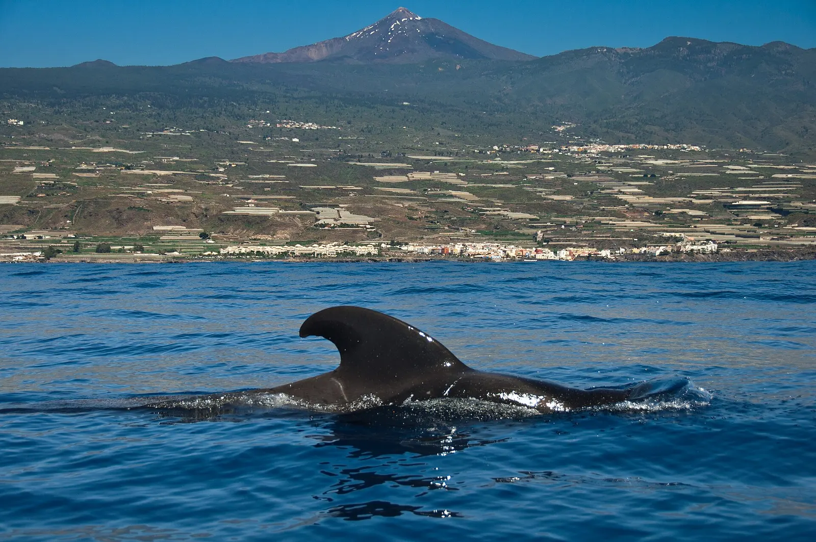 Un calderón tropical asoma la aleta en mar abierto, con la costa de Tenerife y el Teide al fondo.