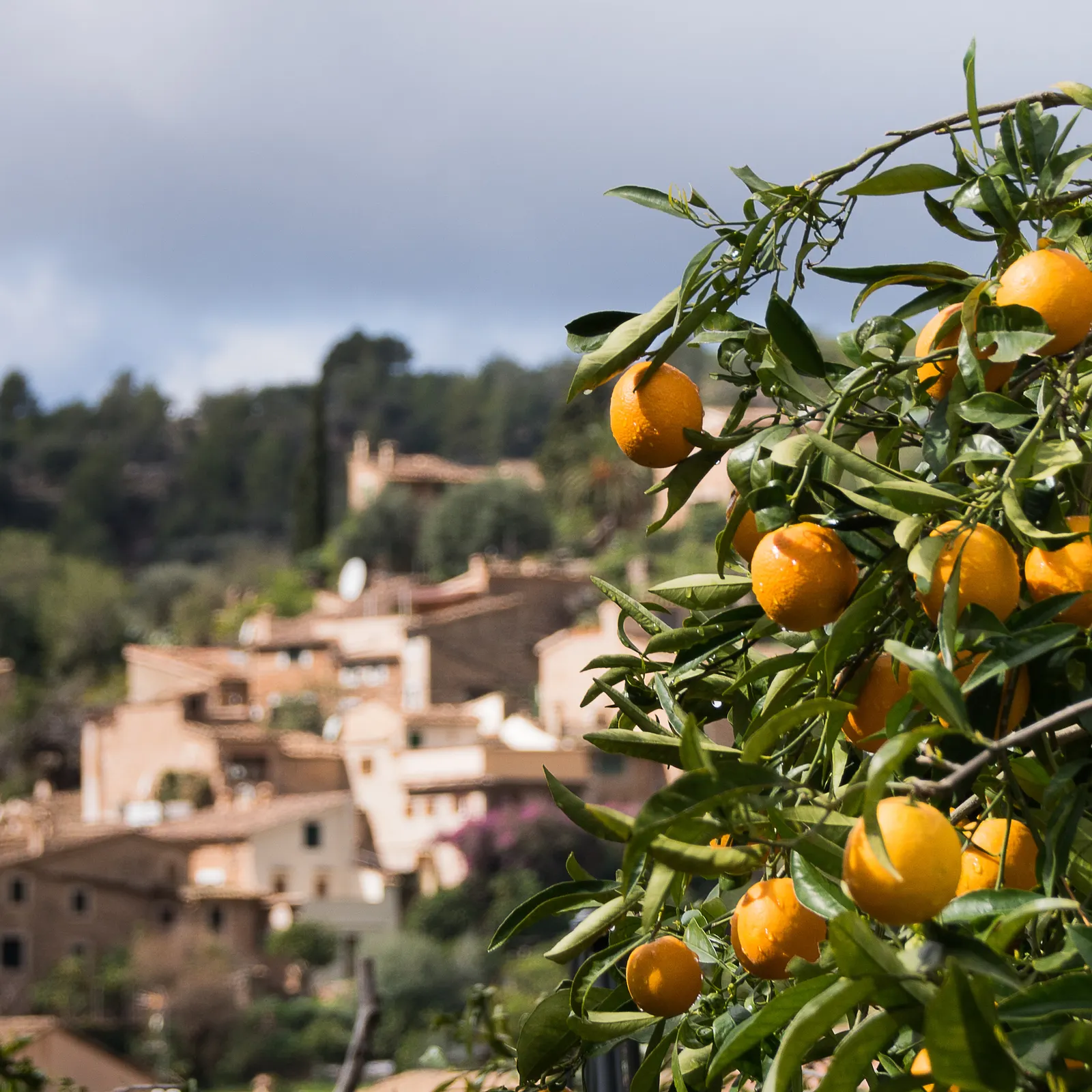 Naranjas maduras en el árbol, con un pueblo escalonado de la Tramuntana desenfocado al fondo.