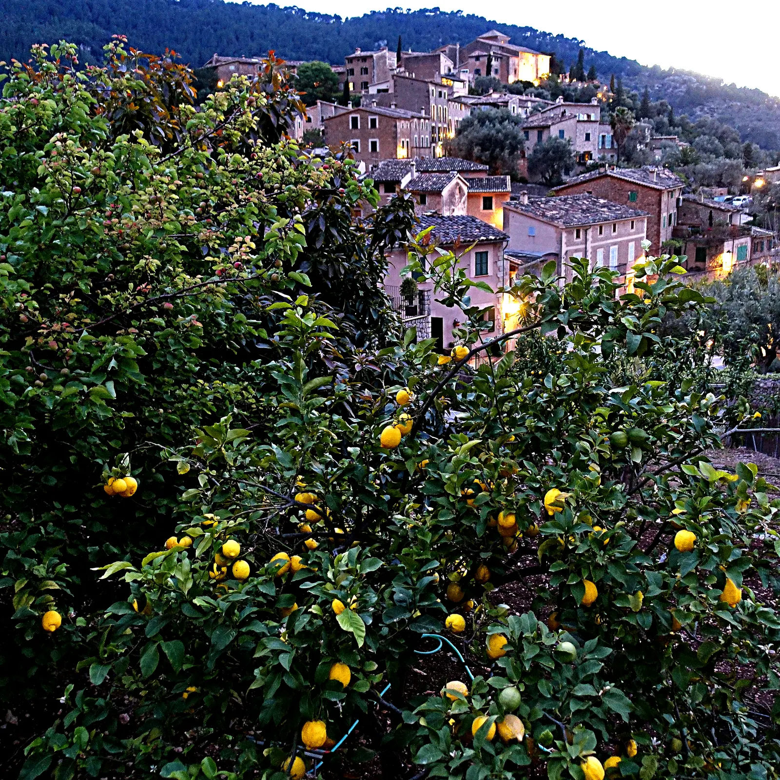 El pueblo de Deià, en la Serra de Tramuntana, entre limoneros, al caer la tarde.