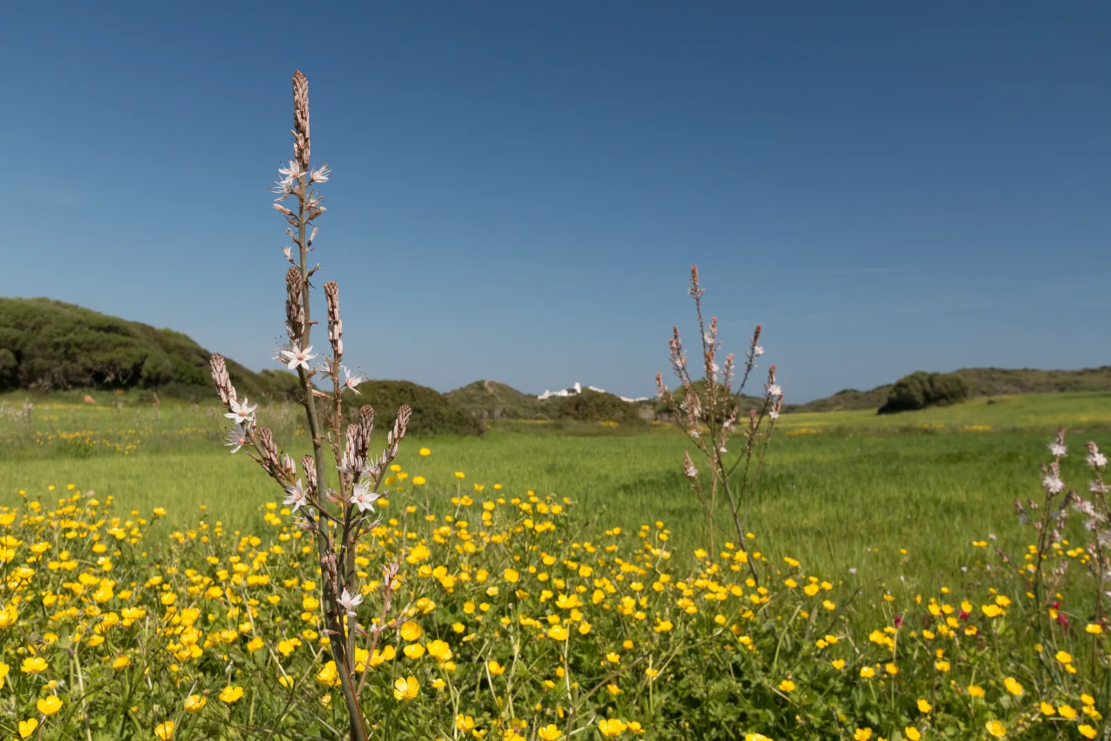 Un prado de Menorca en primavera, con ranúnculos amarillos y asfódelos, y un caserío blanco al fondo.