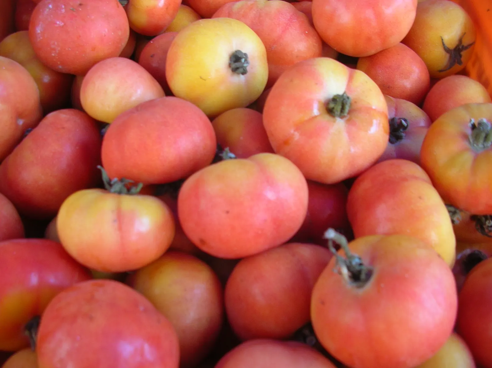 Tomàtigues de ramellet, el tomate de colgar balear, maduras y apiladas.