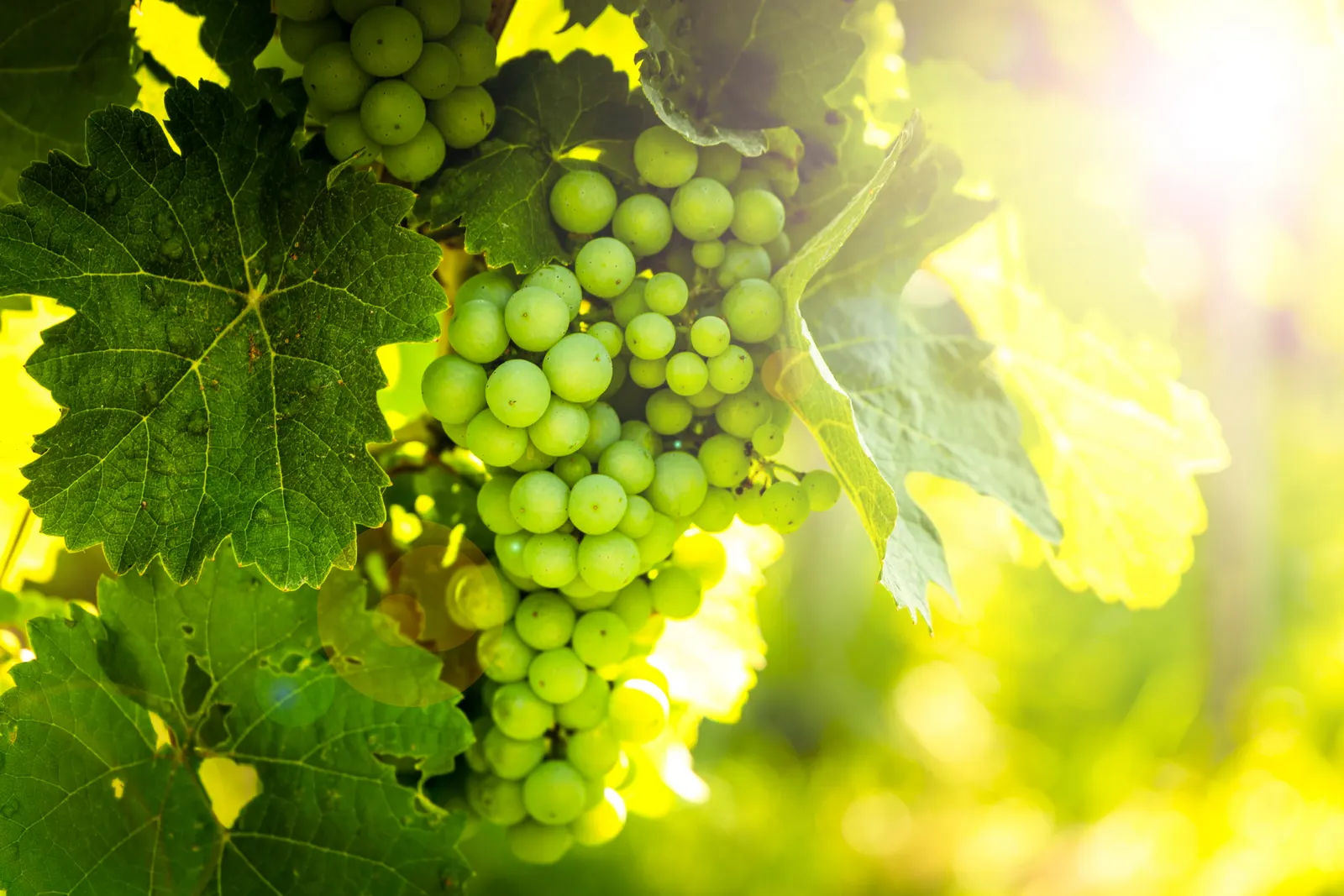 Bunches of grapes ripening on the vine, backlit with golden light through the leaves.